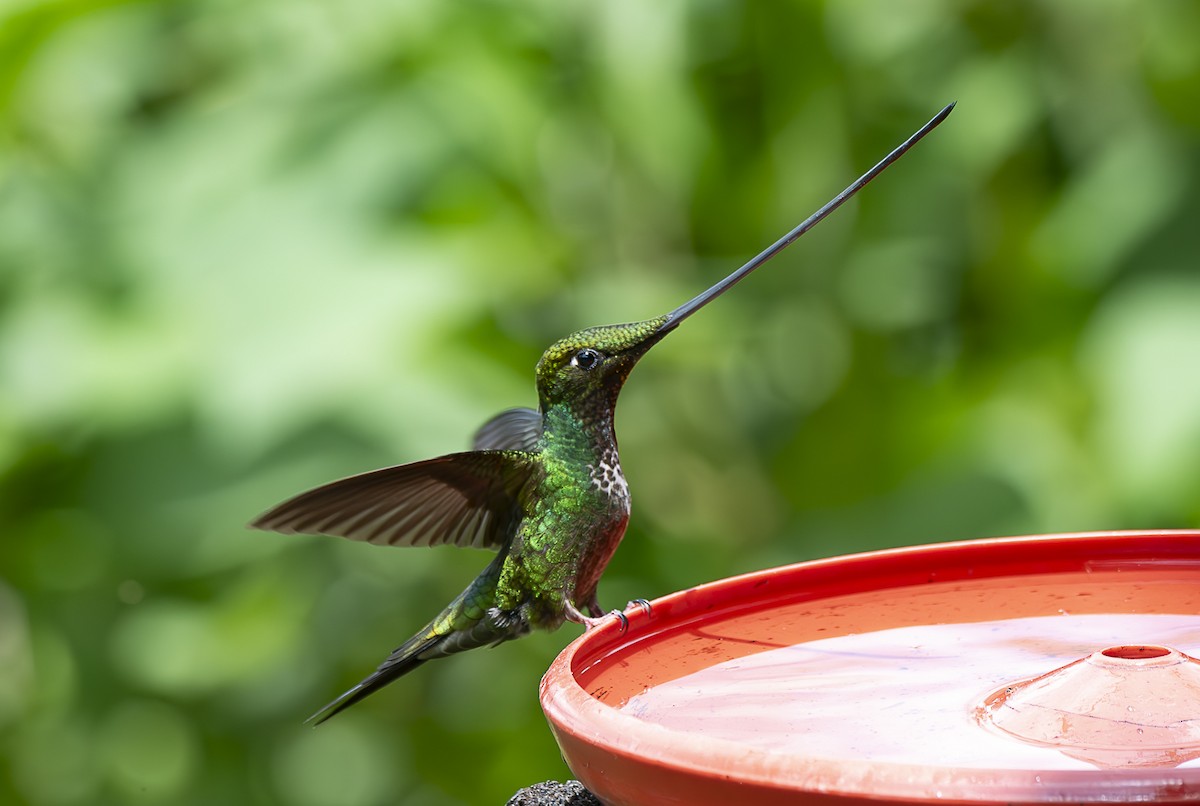 Sword-billed Hummingbird - ML618627911