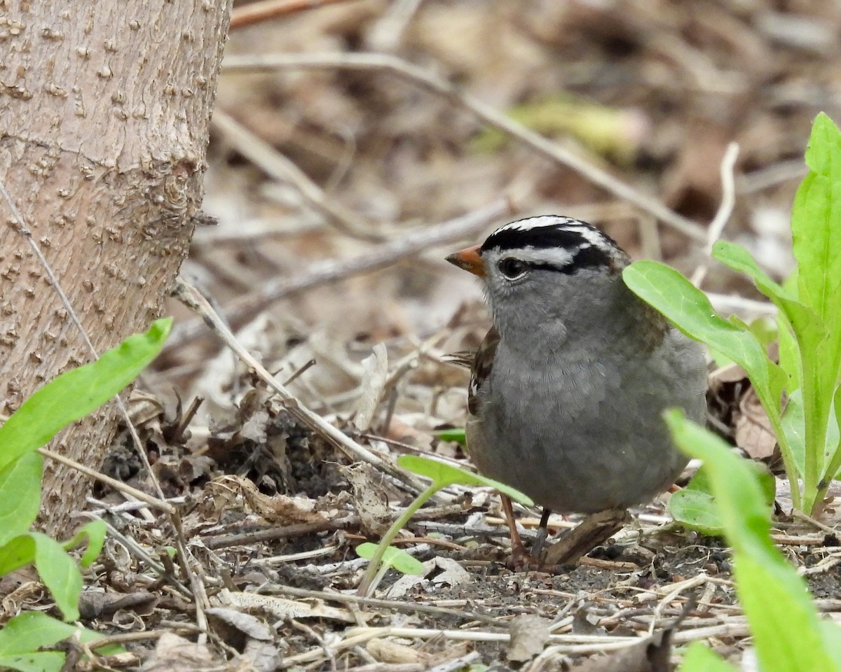 White-crowned Sparrow - ML618627916