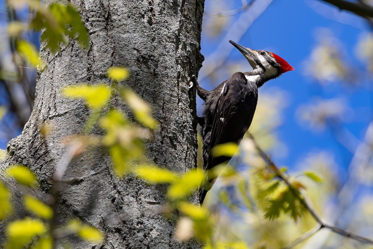 Pileated Woodpecker - ML618627919