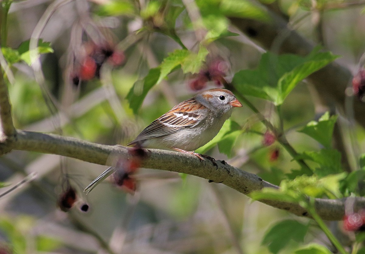 Field Sparrow - ML618627924