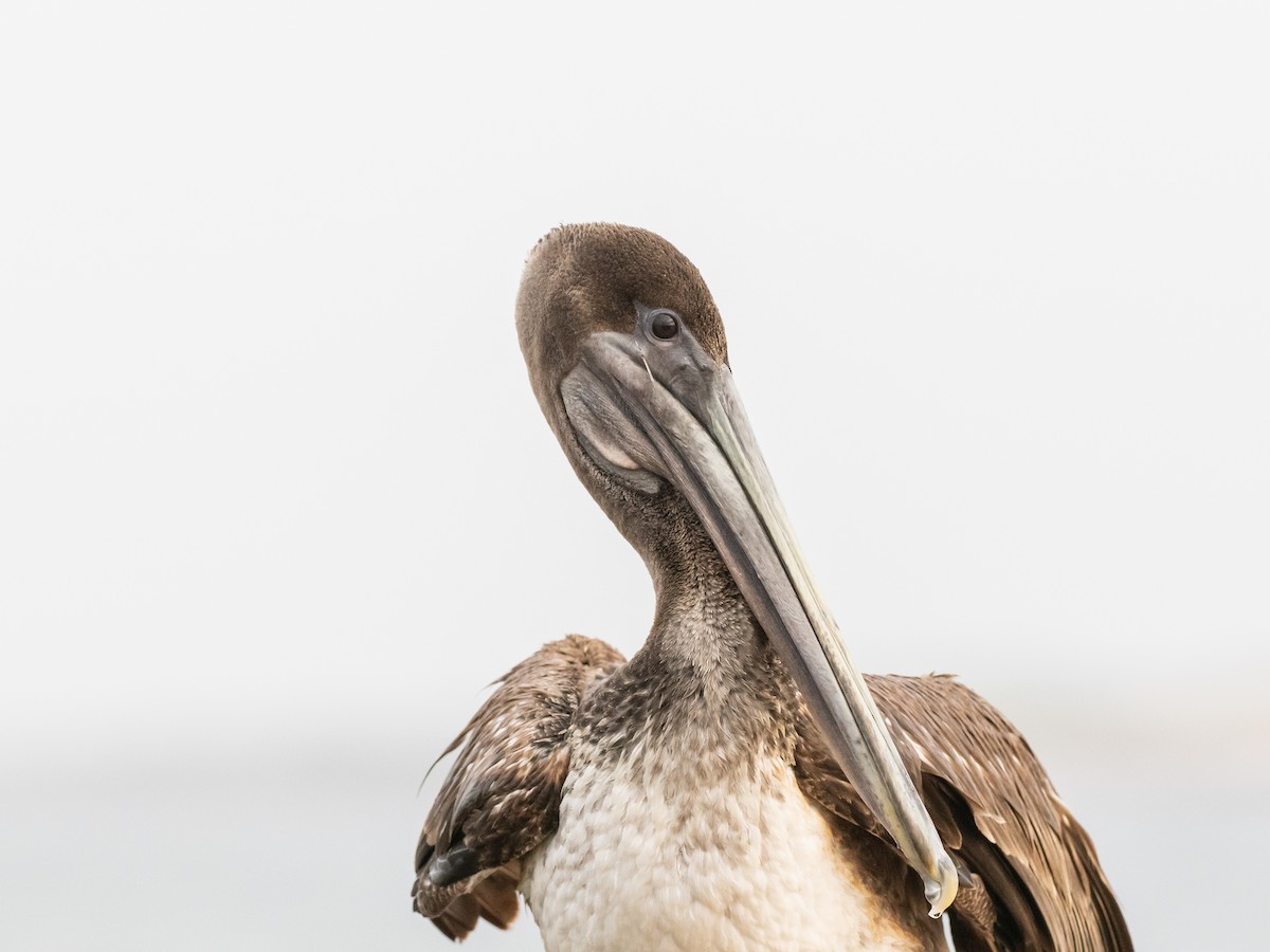 pelikán hnědý - ML618627958