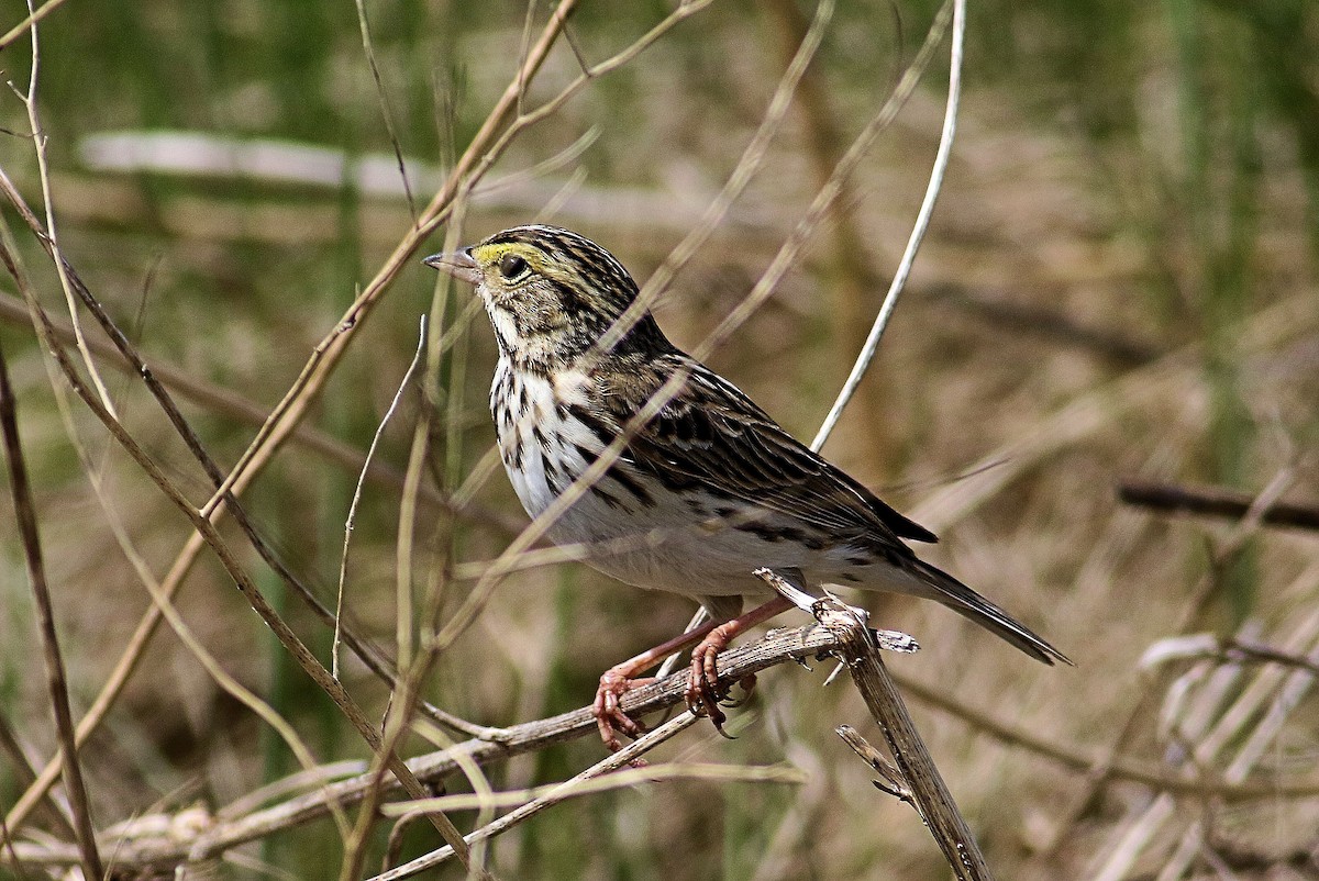 Savannah Sparrow - ML618627978