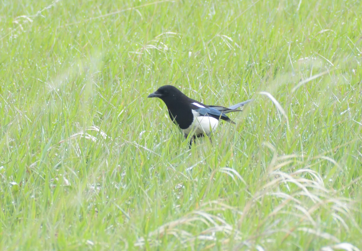 Black-billed Magpie - Robert Tonge