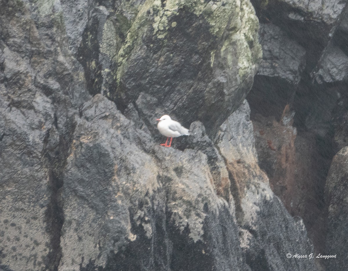 Silver Gull (Red-billed) - ML618628020