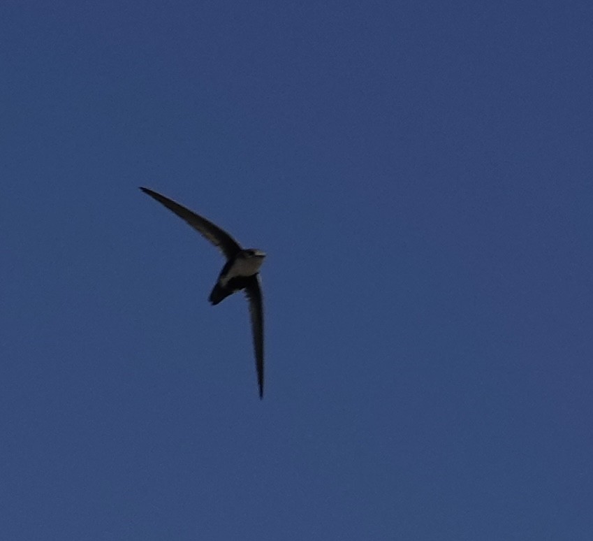 White-throated Swift - ML618628028