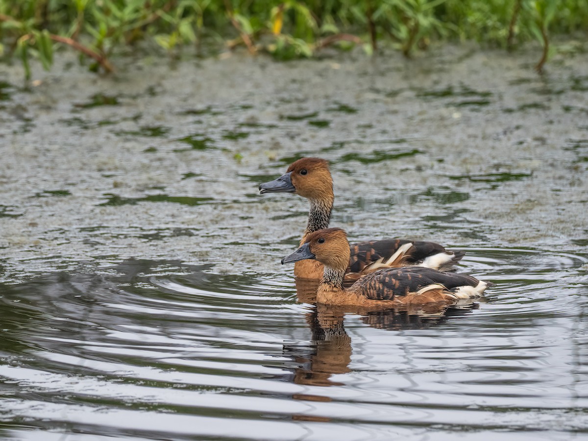 Fulvous Whistling-Duck - ML618628036