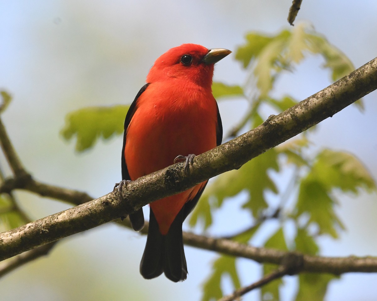 Scarlet Tanager - ML618628037