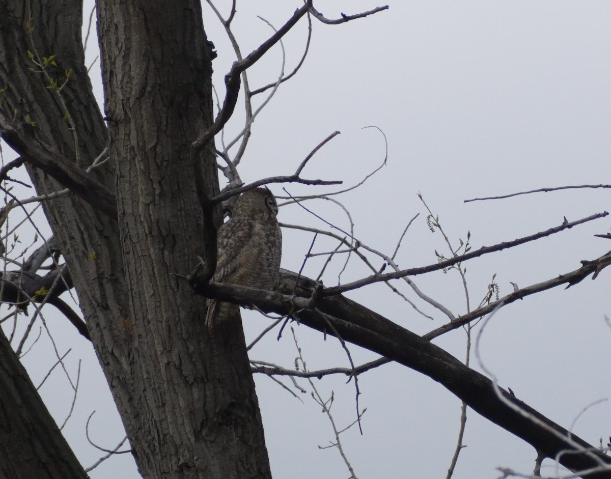 Great Horned Owl - ML618628040