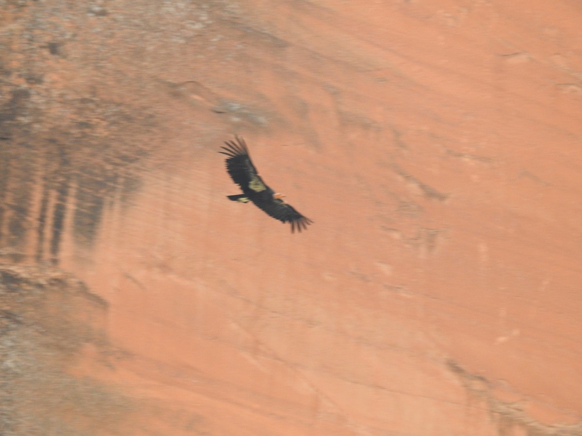 California Condor - ML618628041