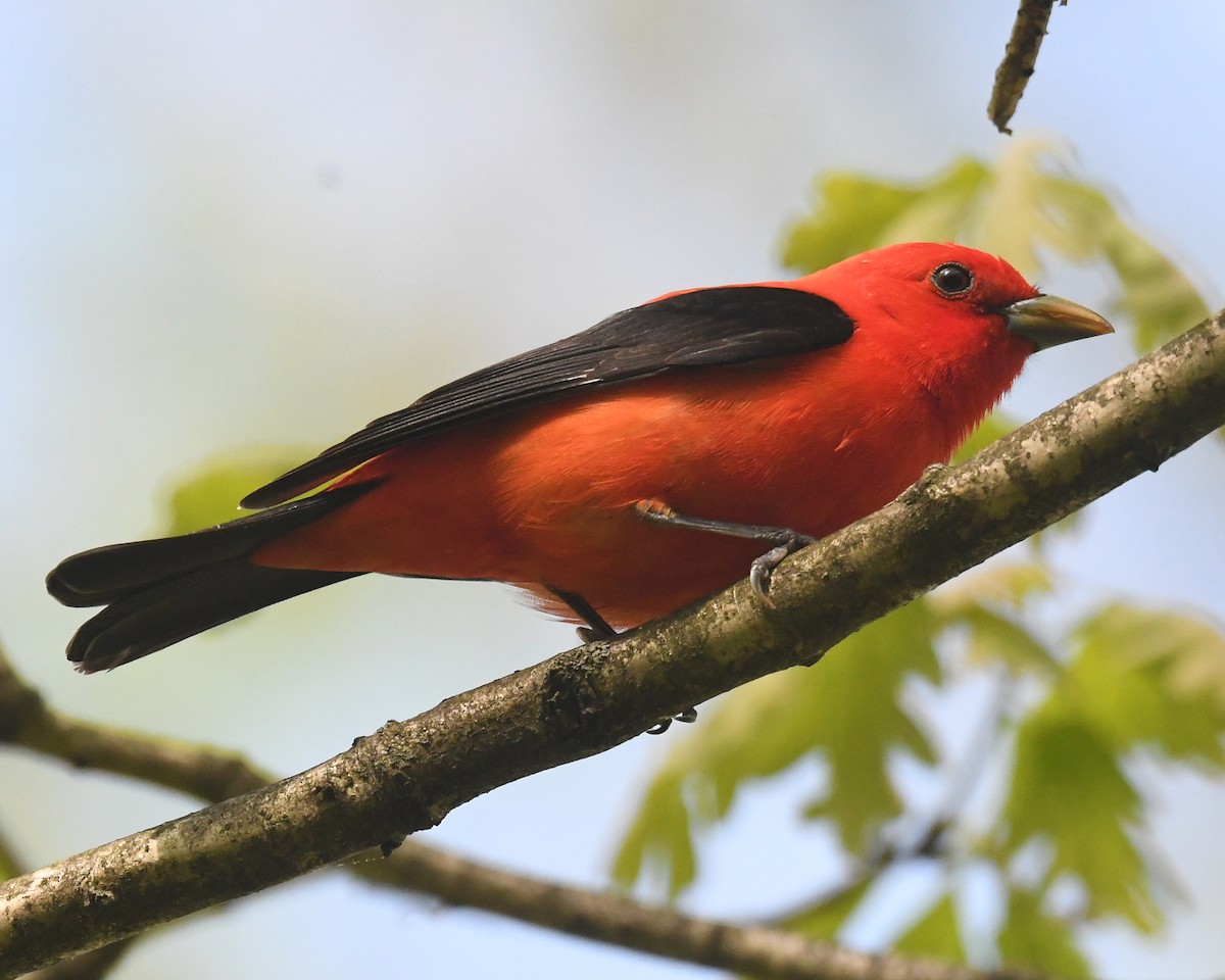 Scarlet Tanager - ML618628046