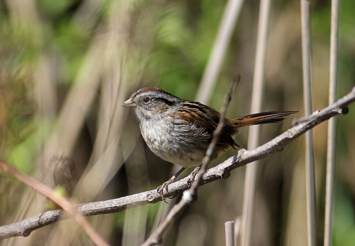 Swamp Sparrow - ML618628074