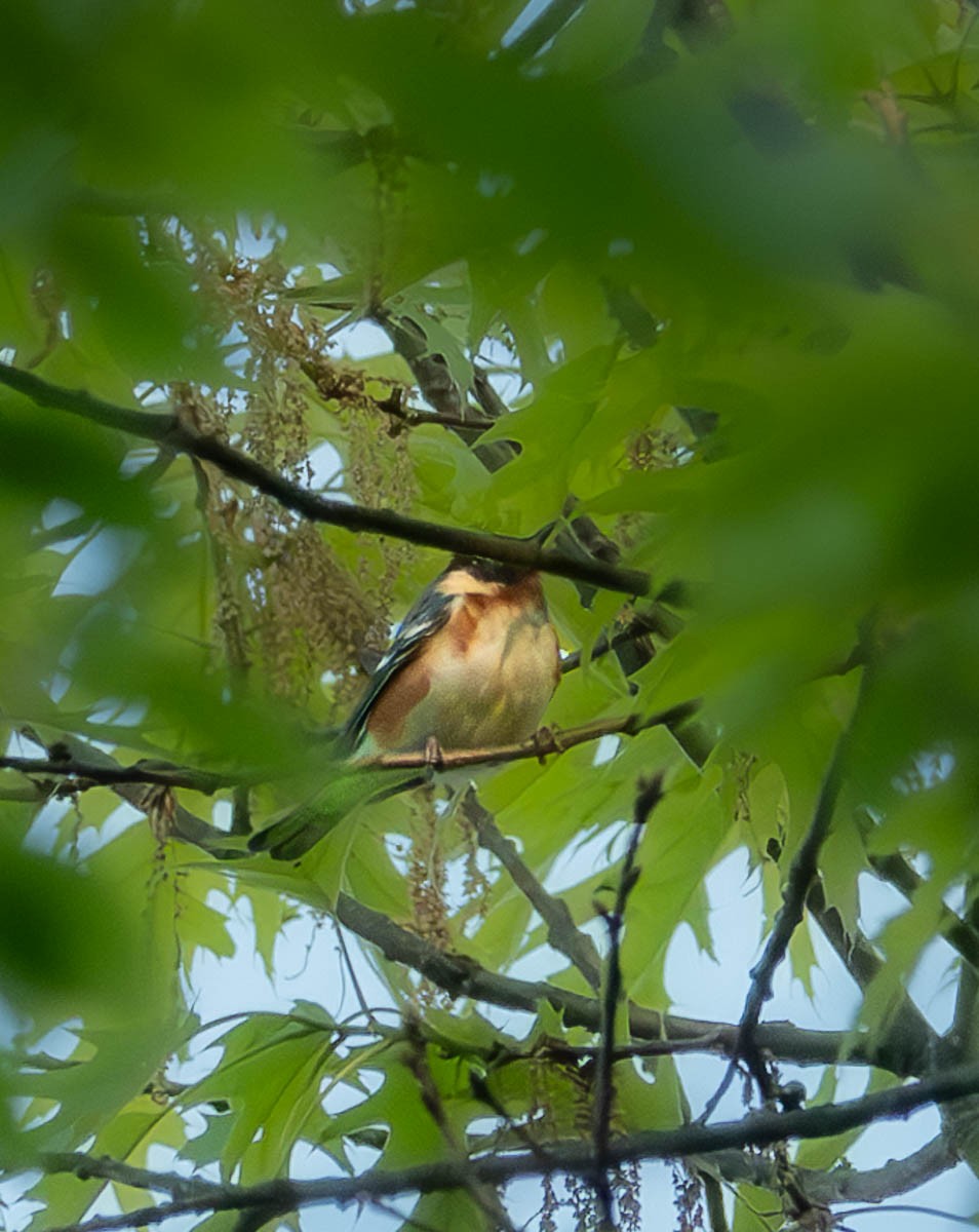 Bay-breasted Warbler - ML618628081