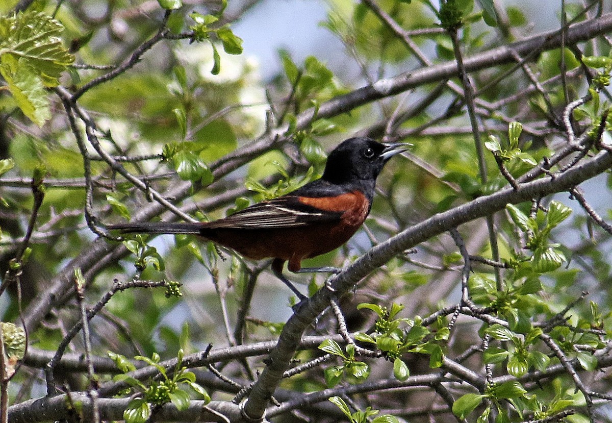 Orchard Oriole - ML618628122