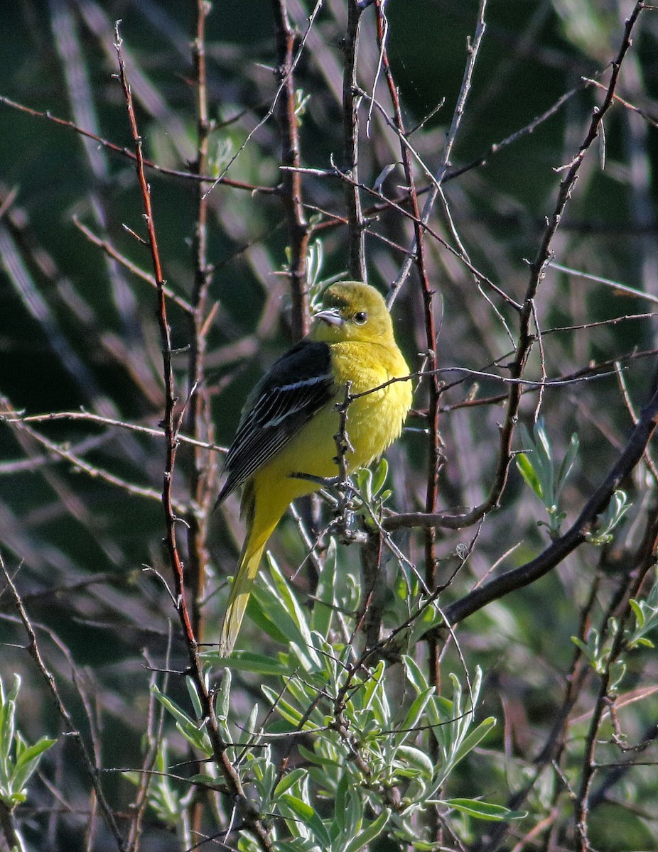 Orchard Oriole - ML618628210