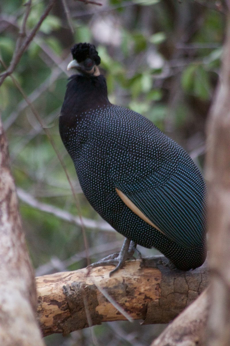 Southern Crested Guineafowl - ML618628220
