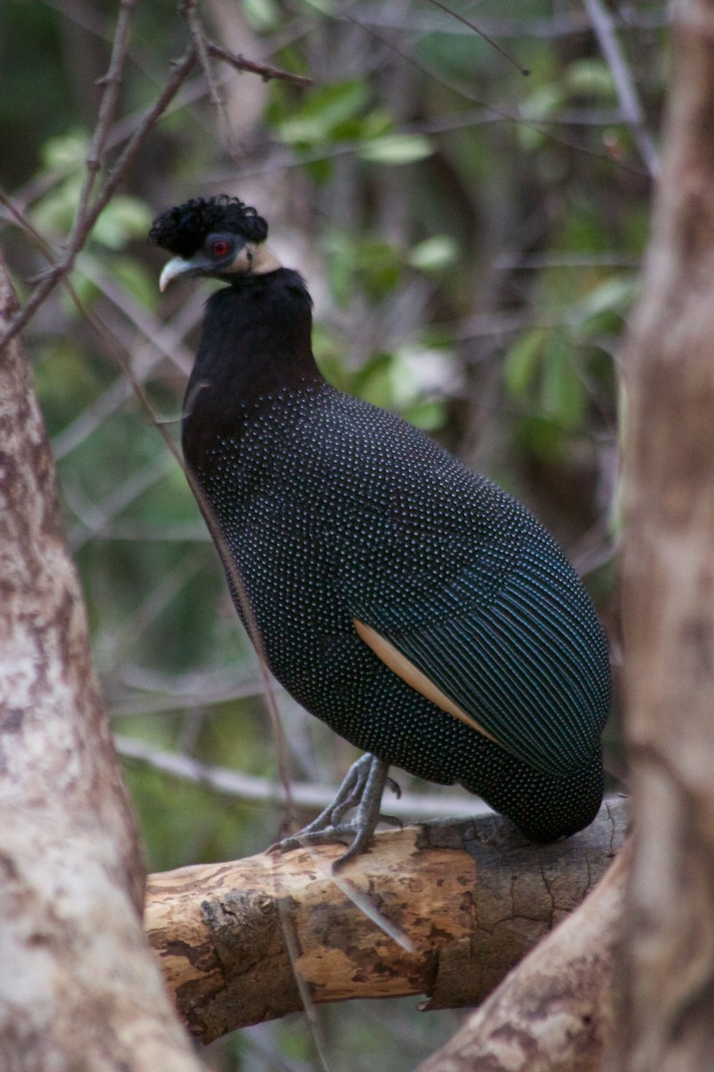 Southern Crested Guineafowl - ML618628221