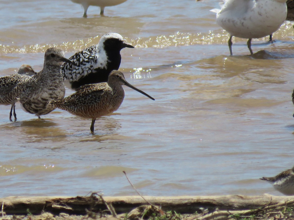 Long-billed Dowitcher - ML618628233