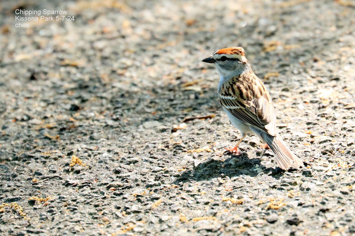 Chipping Sparrow - ML618628236