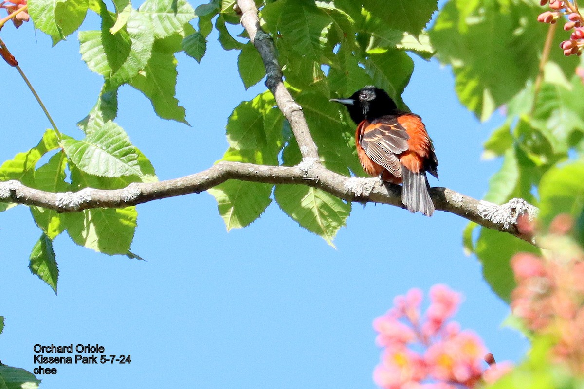 Orchard Oriole - ML618628254