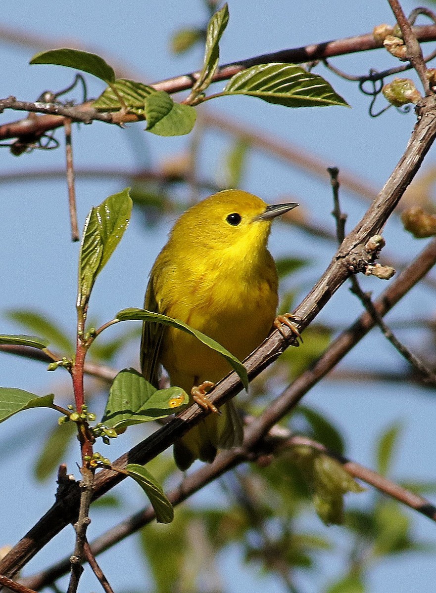 Yellow Warbler - John  Cameron