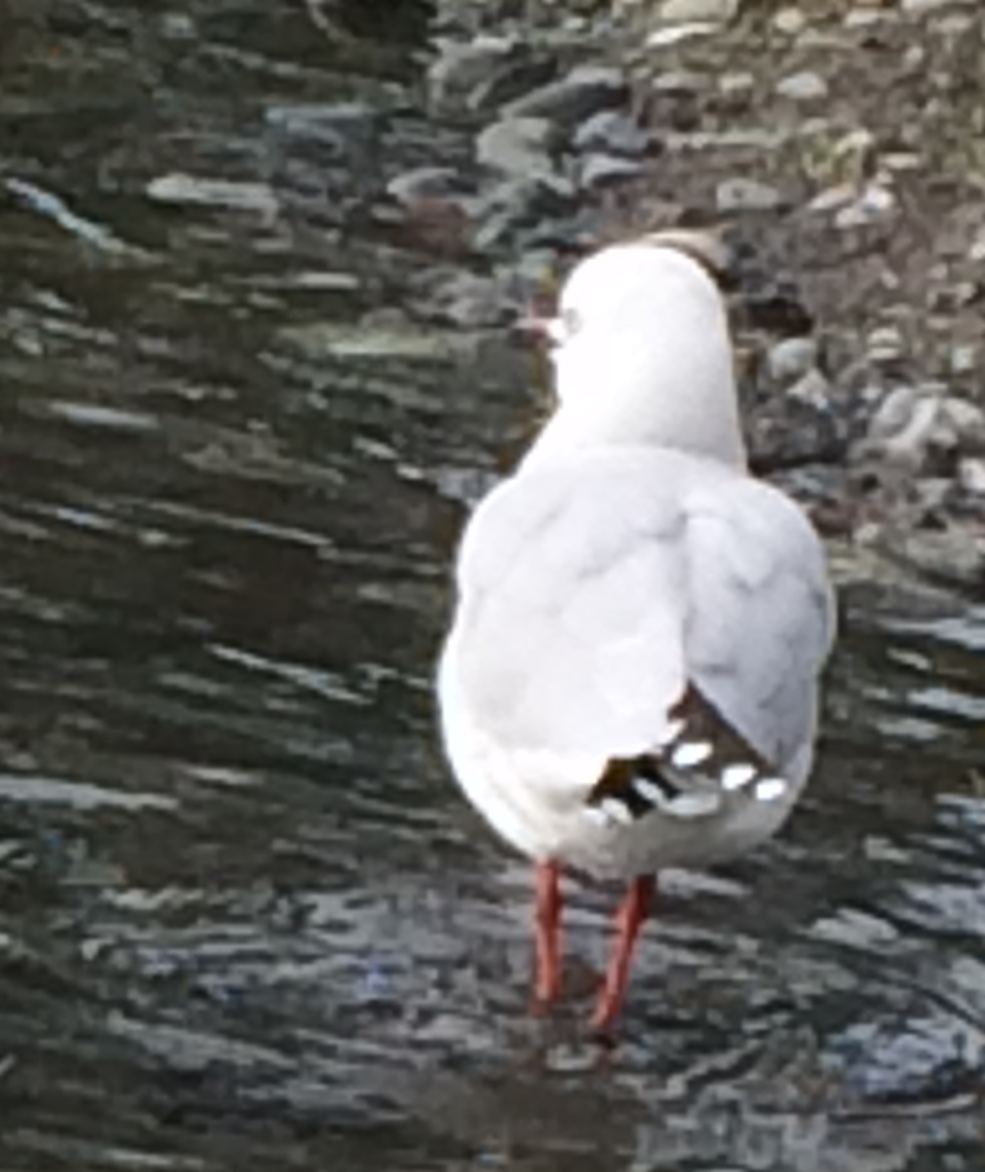 Silver Gull (Red-billed) - ML618628296