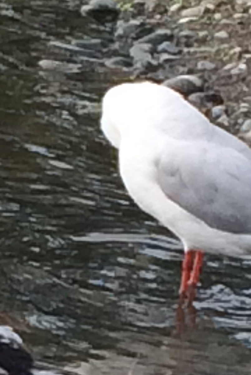 Silver Gull (Red-billed) - ML618628297