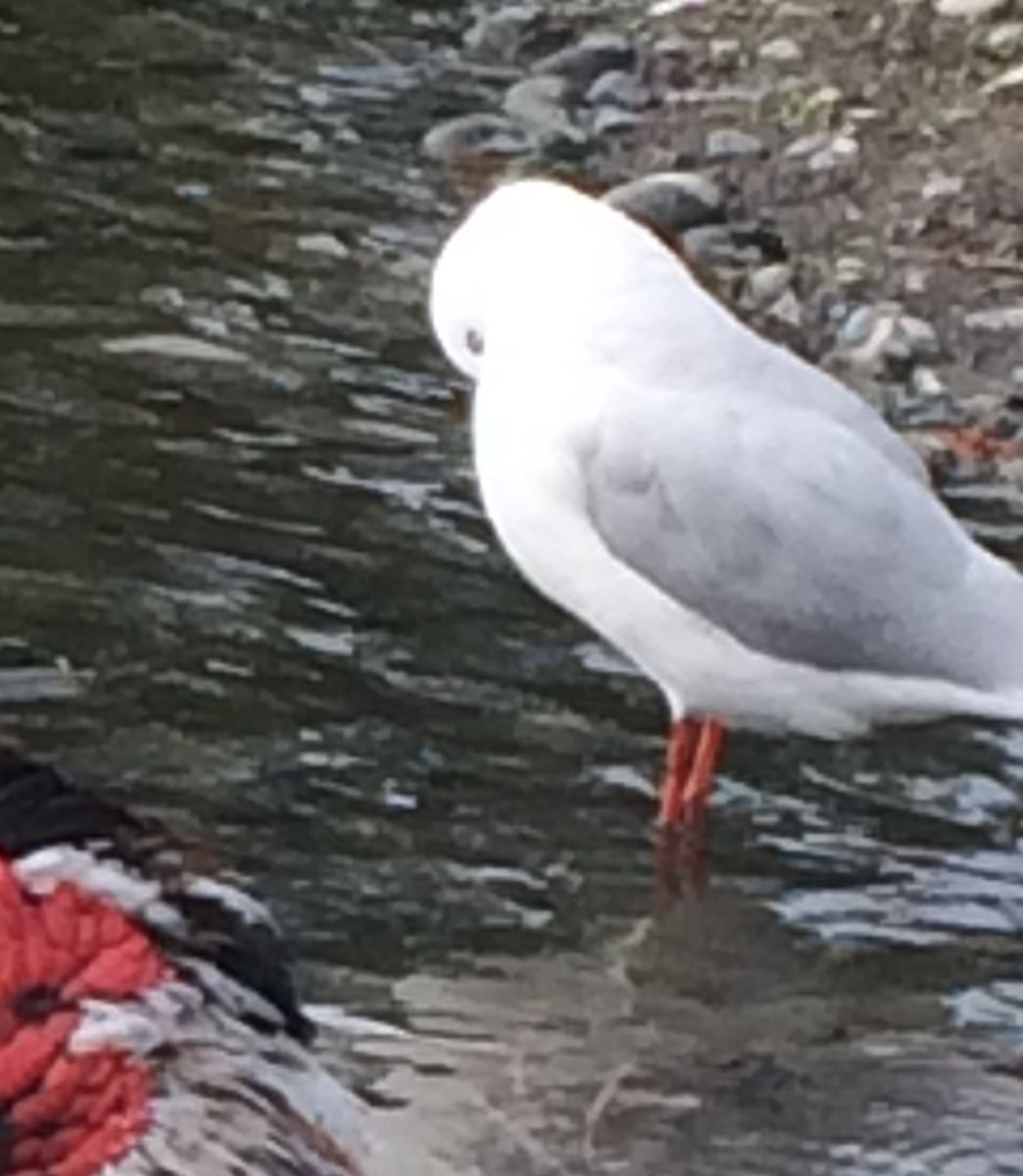 Silver Gull (Red-billed) - ML618628298