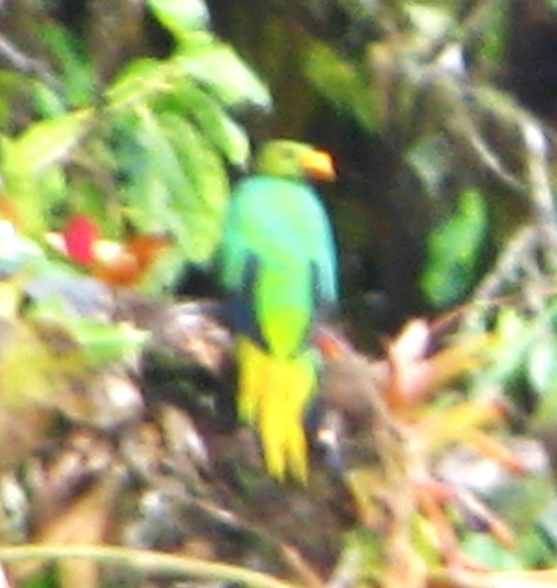 Golden-headed Quetzal - ML618628306
