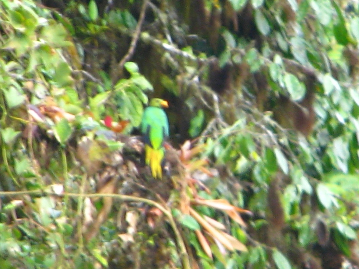 Quetzal Cabecidorado - ML618628307