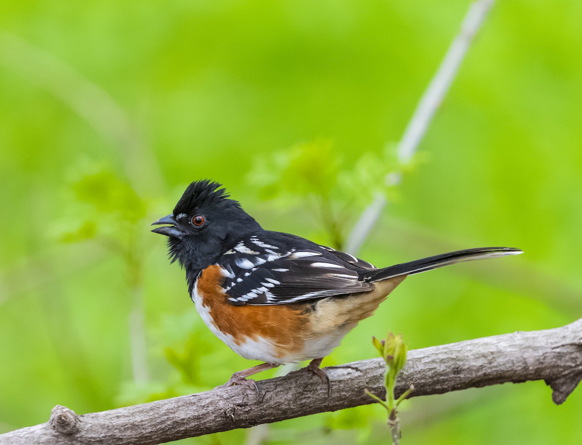 Spotted Towhee - ML618628366