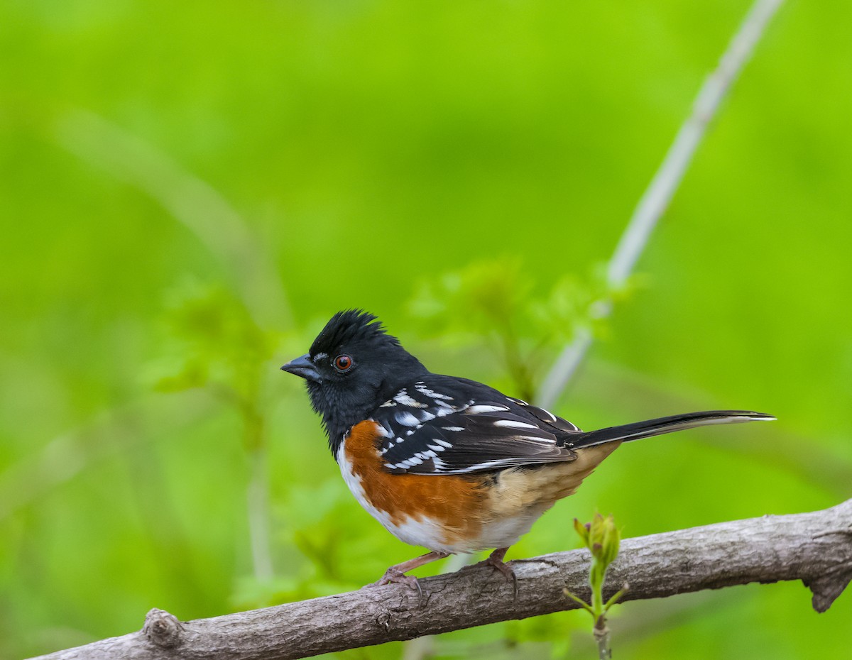 Spotted Towhee - ML618628368