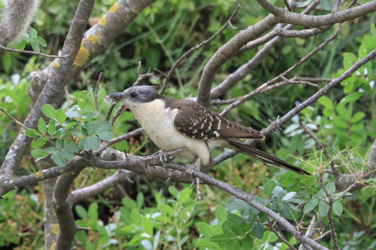 Great Spotted Cuckoo - ML618628442