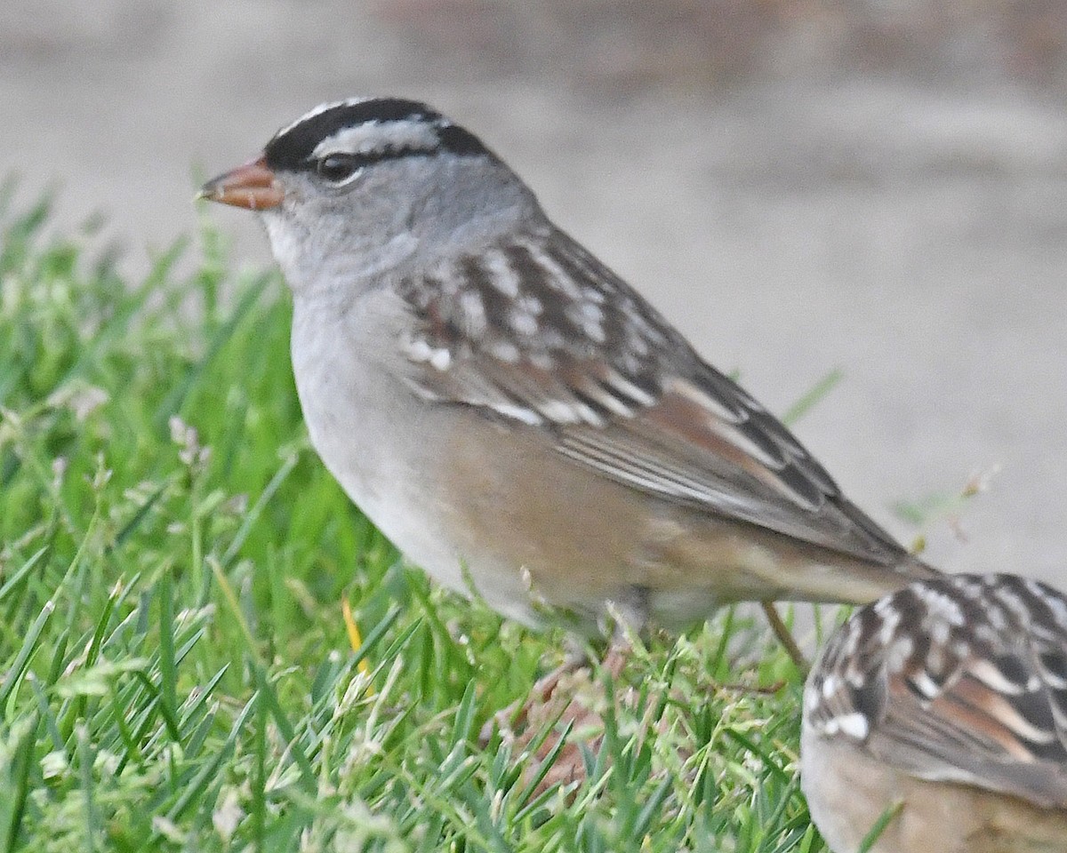 White-crowned Sparrow - ML618628450