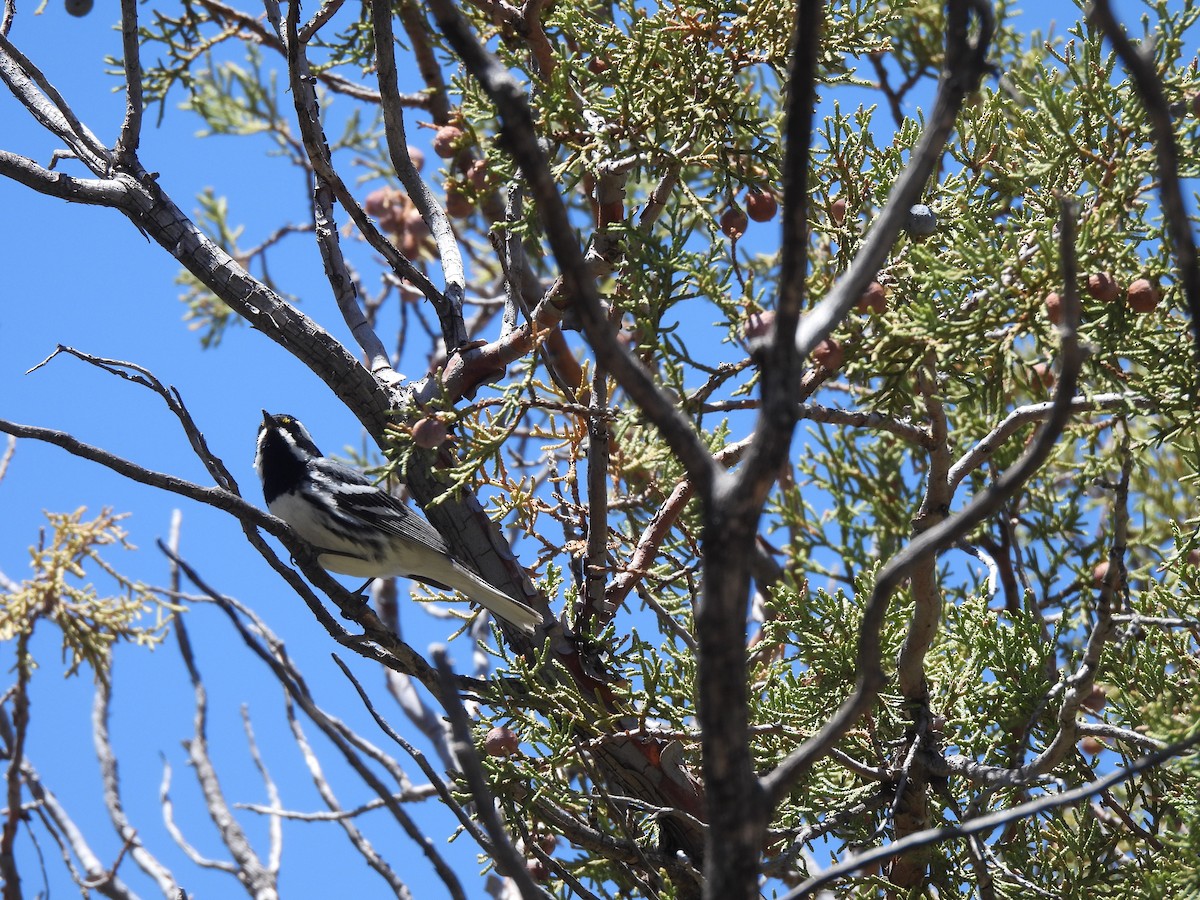 Black-throated Gray Warbler - ML618628502