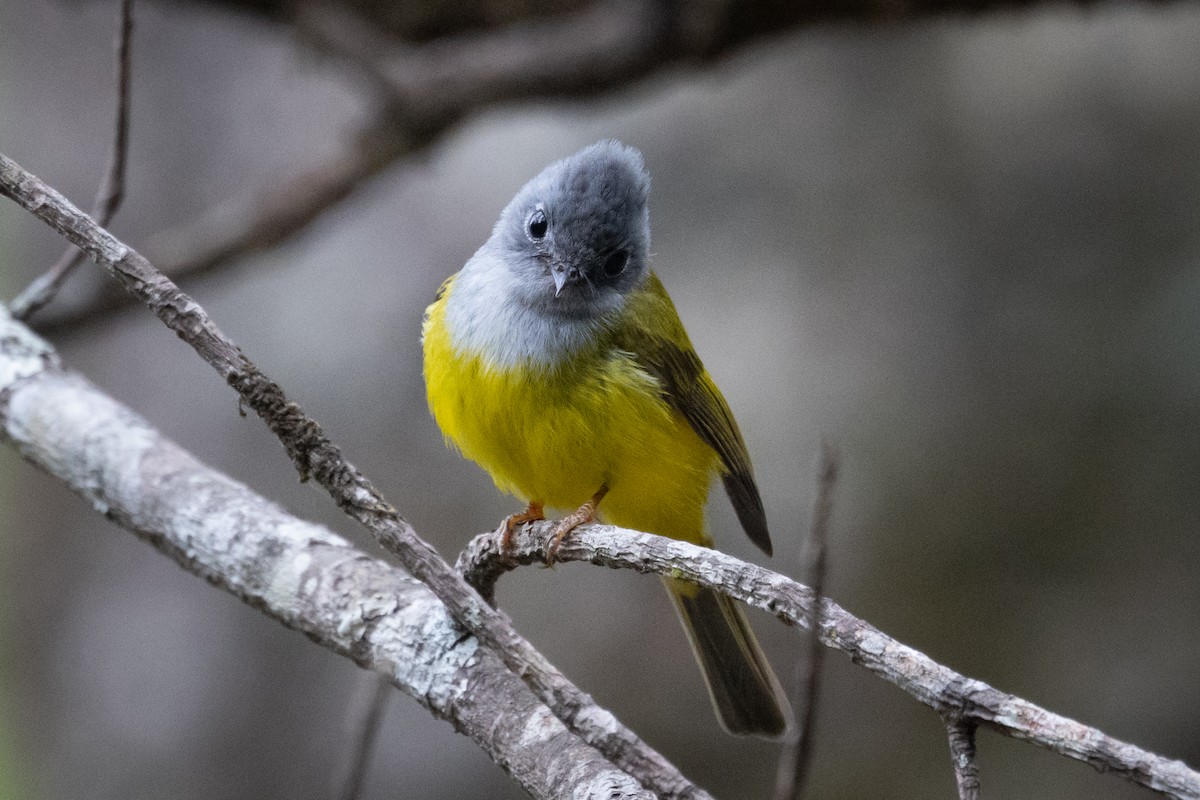 Gray-headed Canary-Flycatcher - ML618628519