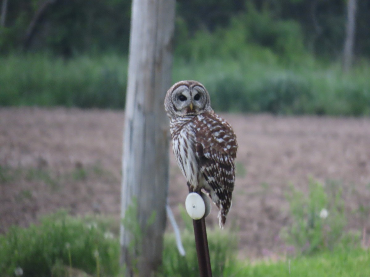 Barred Owl - ML618628533