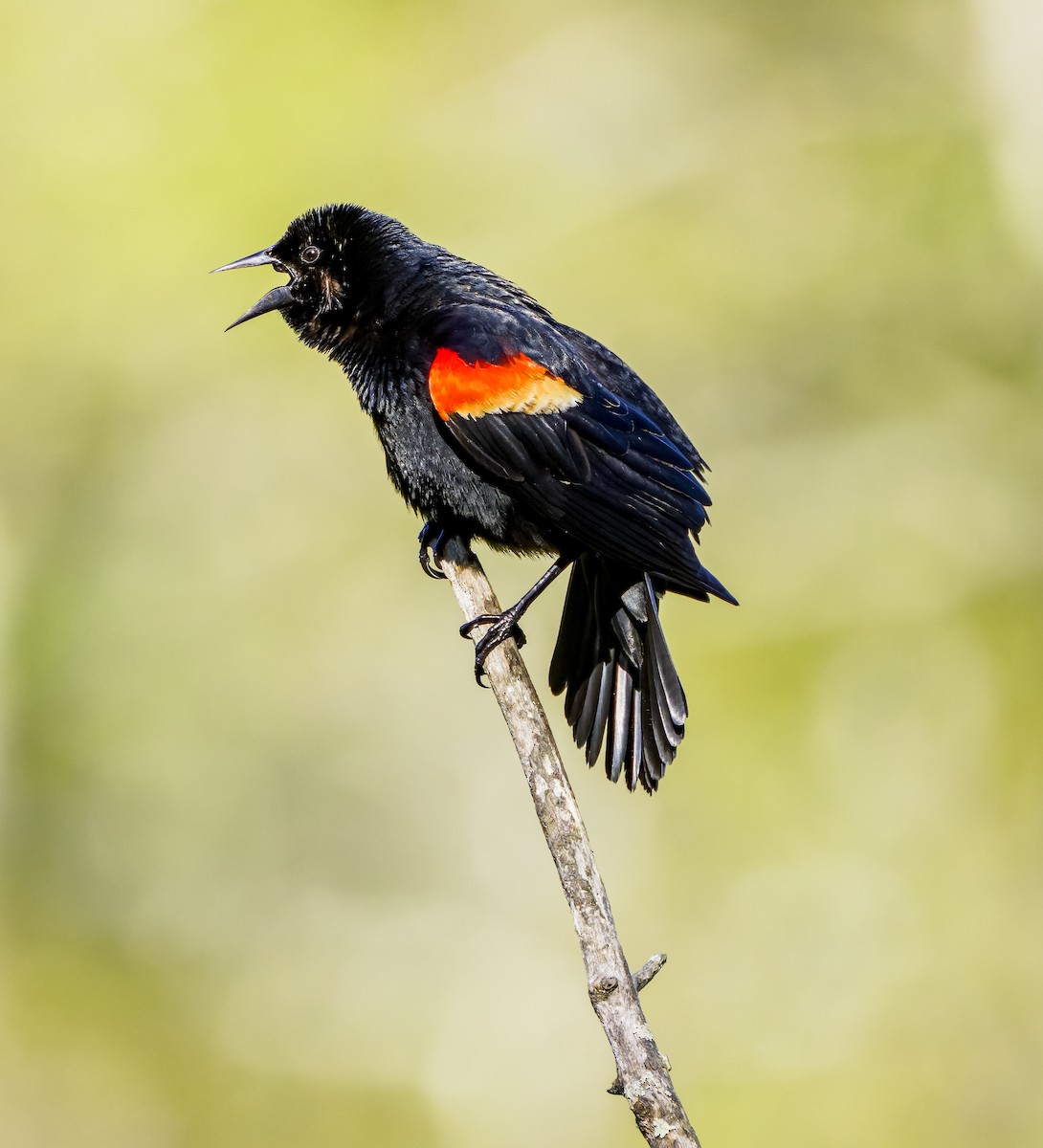 Red-winged Blackbird - ML618628544
