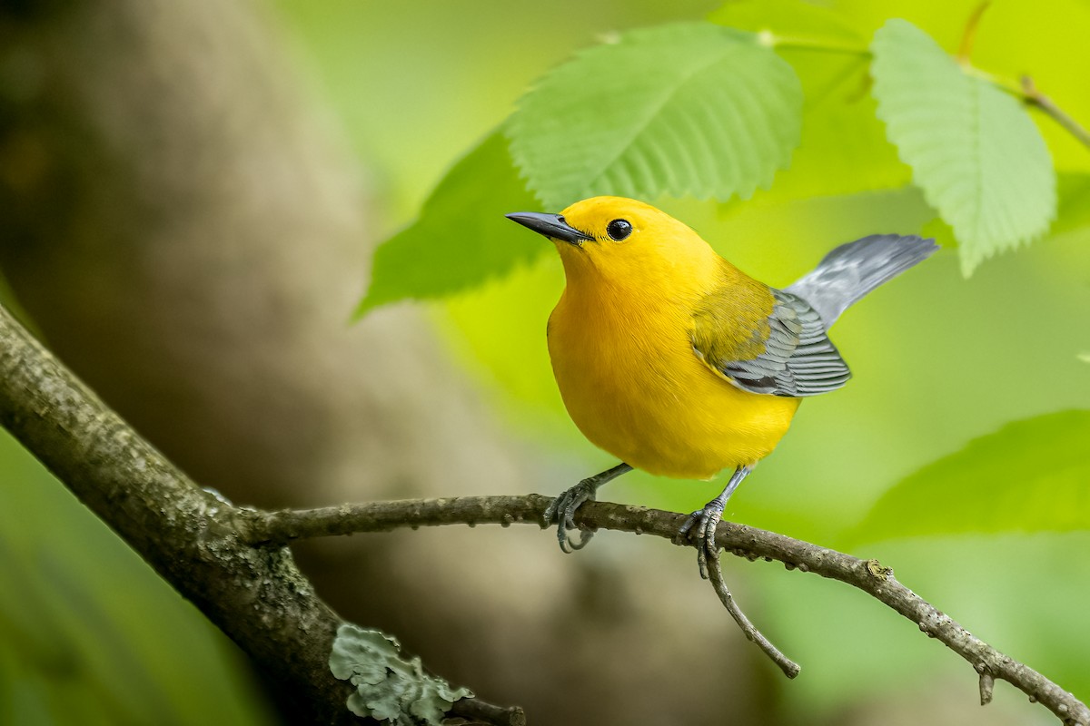 Prothonotary Warbler - ML618628554