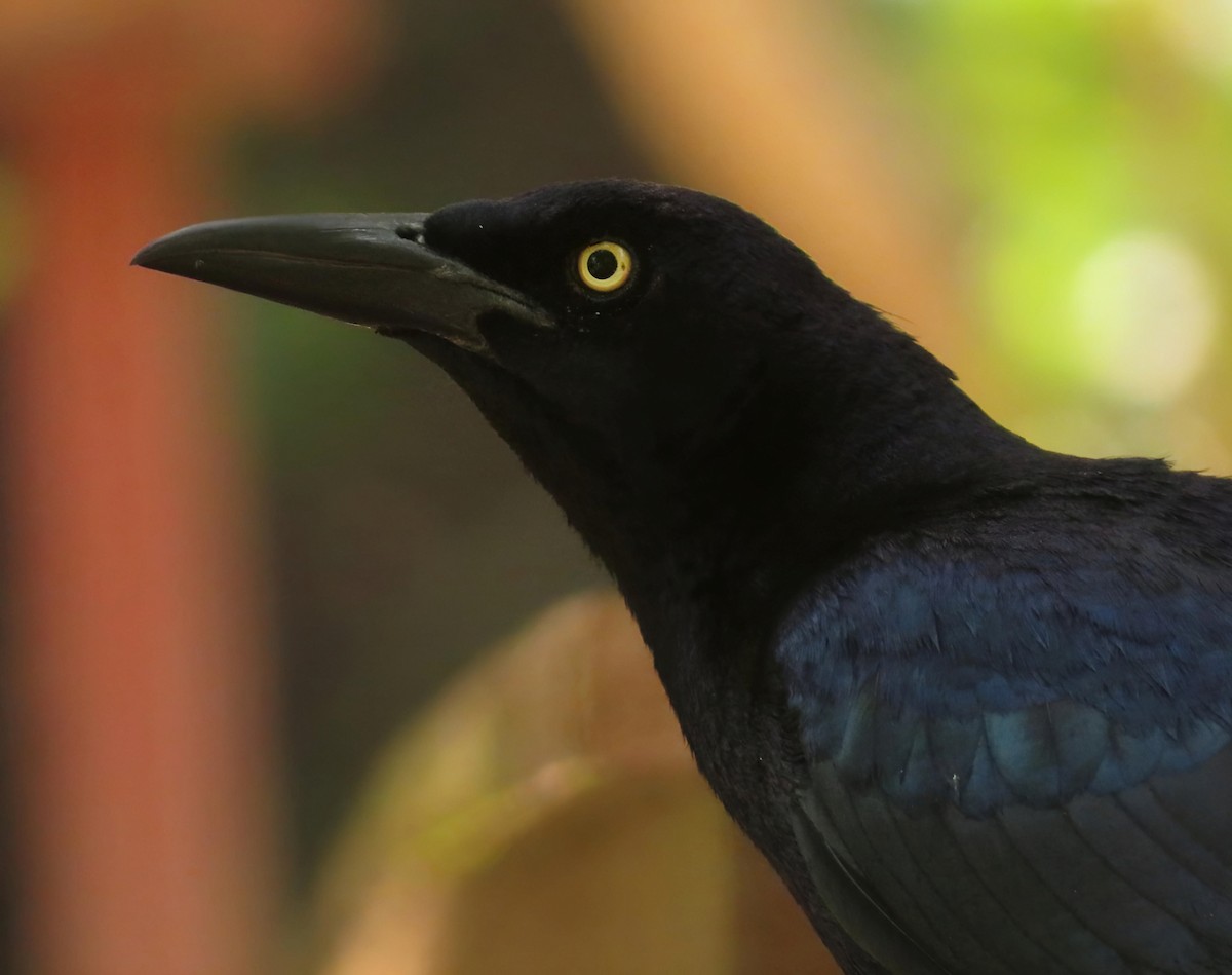 Great-tailed Grackle - ML618628630