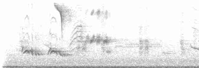 vlhovec lesklý (ssp. quiscula/stonei) - ML618628633
