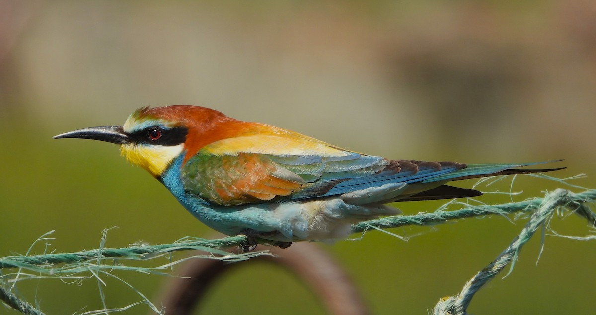 European Bee-eater - ML618628653
