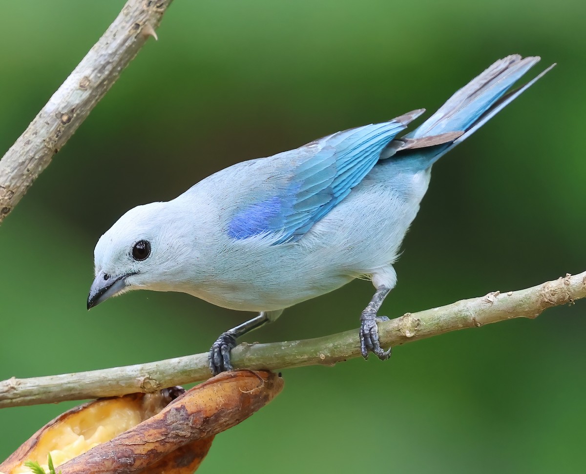 Blue-gray Tanager - ML618628687