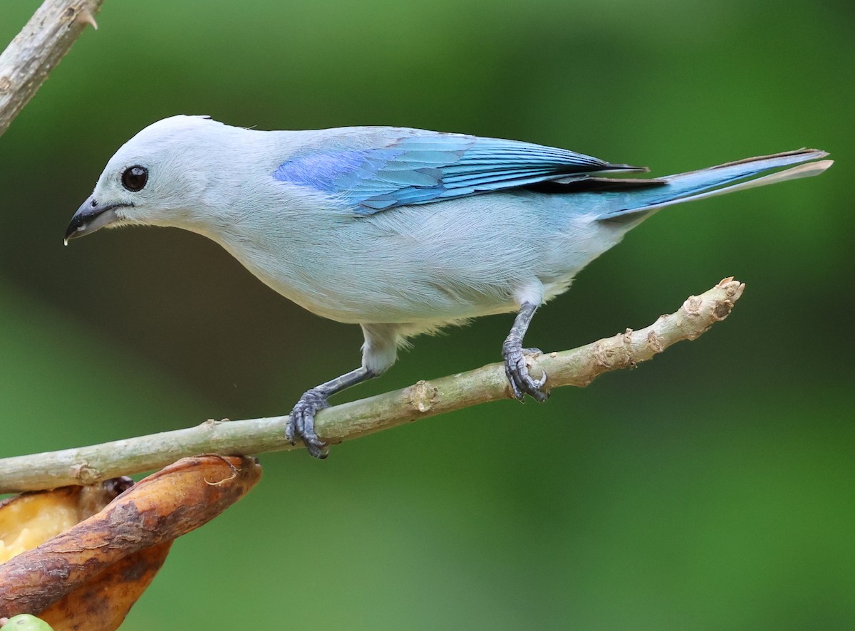 Blue-gray Tanager - ML618628688