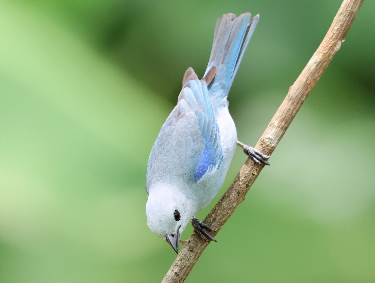 Blue-gray Tanager - Sally Veach
