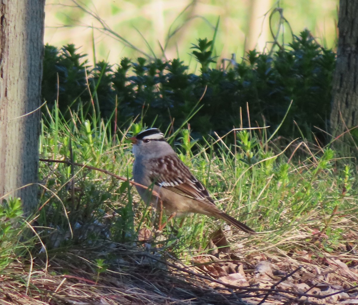 White-crowned Sparrow - ML618628696