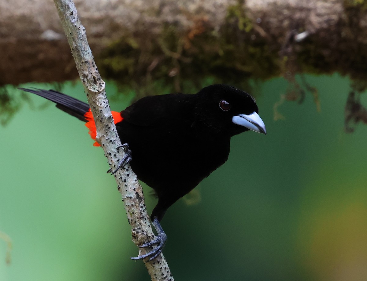 Scarlet-rumped Tanager - ML618628698