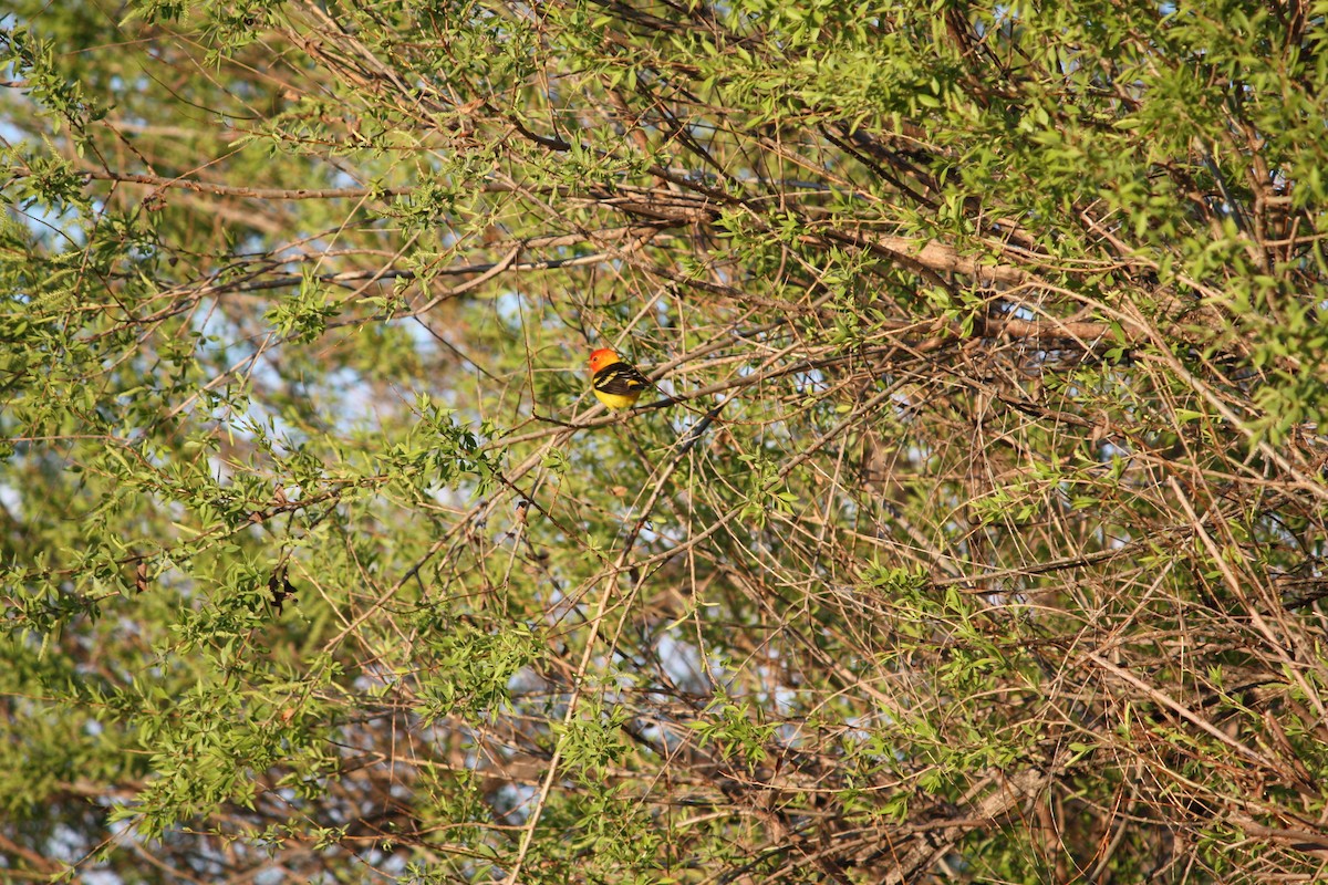 Western Tanager - ML618628708