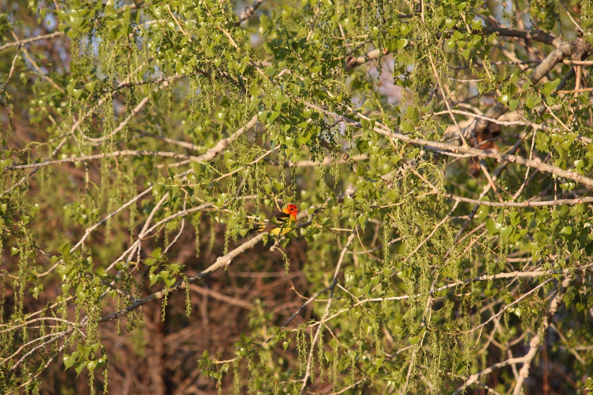 Western Tanager - ML618628710