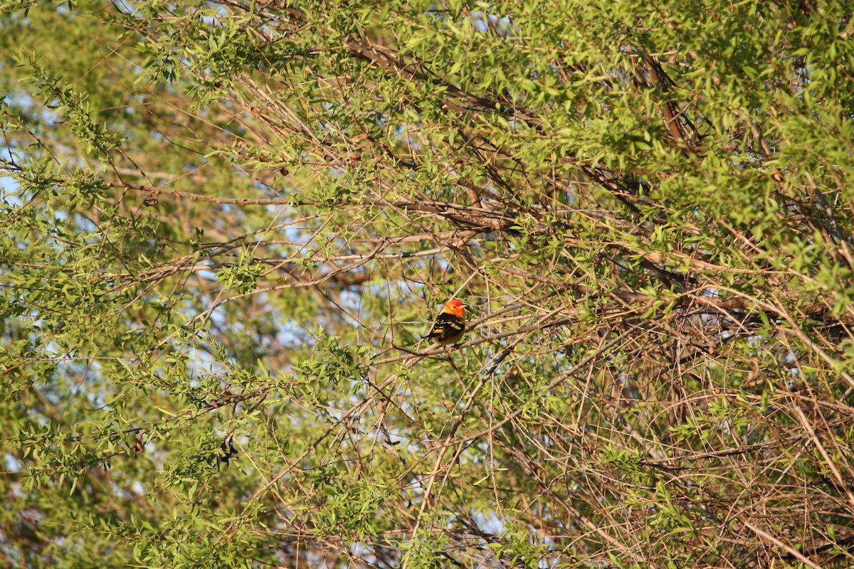 Western Tanager - ML618628711