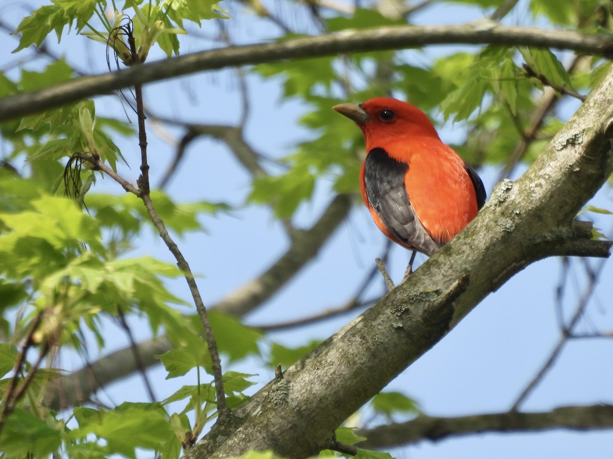 Scarlet Tanager - ML618628713